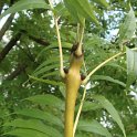Fraxinus excelsior 'Jaspidea' rameau